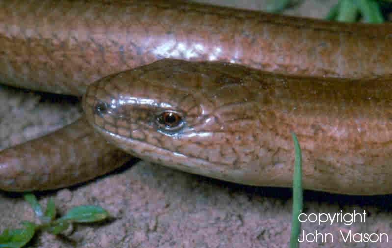 Slow-worm